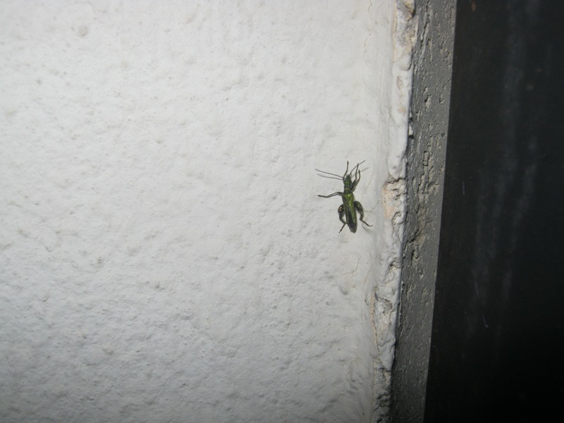 identificazione insetto verde: Oedemera sp.